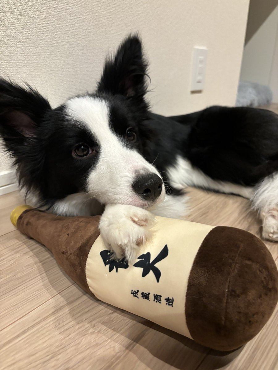 ボーダーコリーのヴィヴィ tweet media