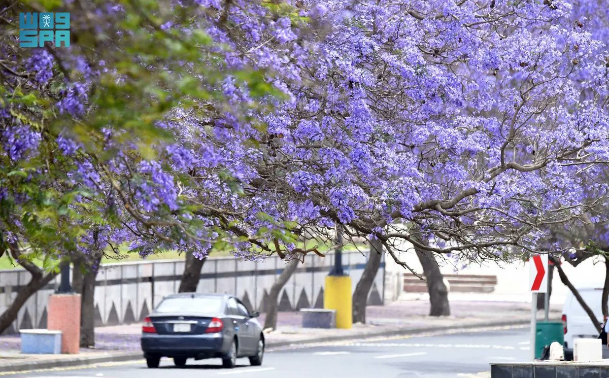 saudiexpat's tweet photo. Spring in Abha 🇸🇦 hits different when the Jacarandas are in full bloom. The purple haze is absolutely breathtaking. 🌌 
#Abha #jacarandaseason https://t.co/fIkZR16y05