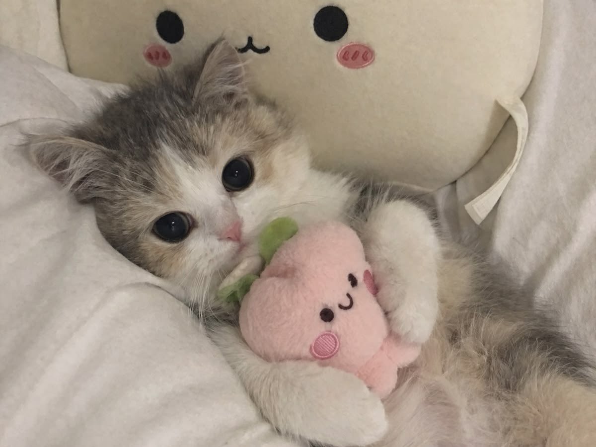 mewo ໒꒱ | IM HERE: @mewokbity tweet media