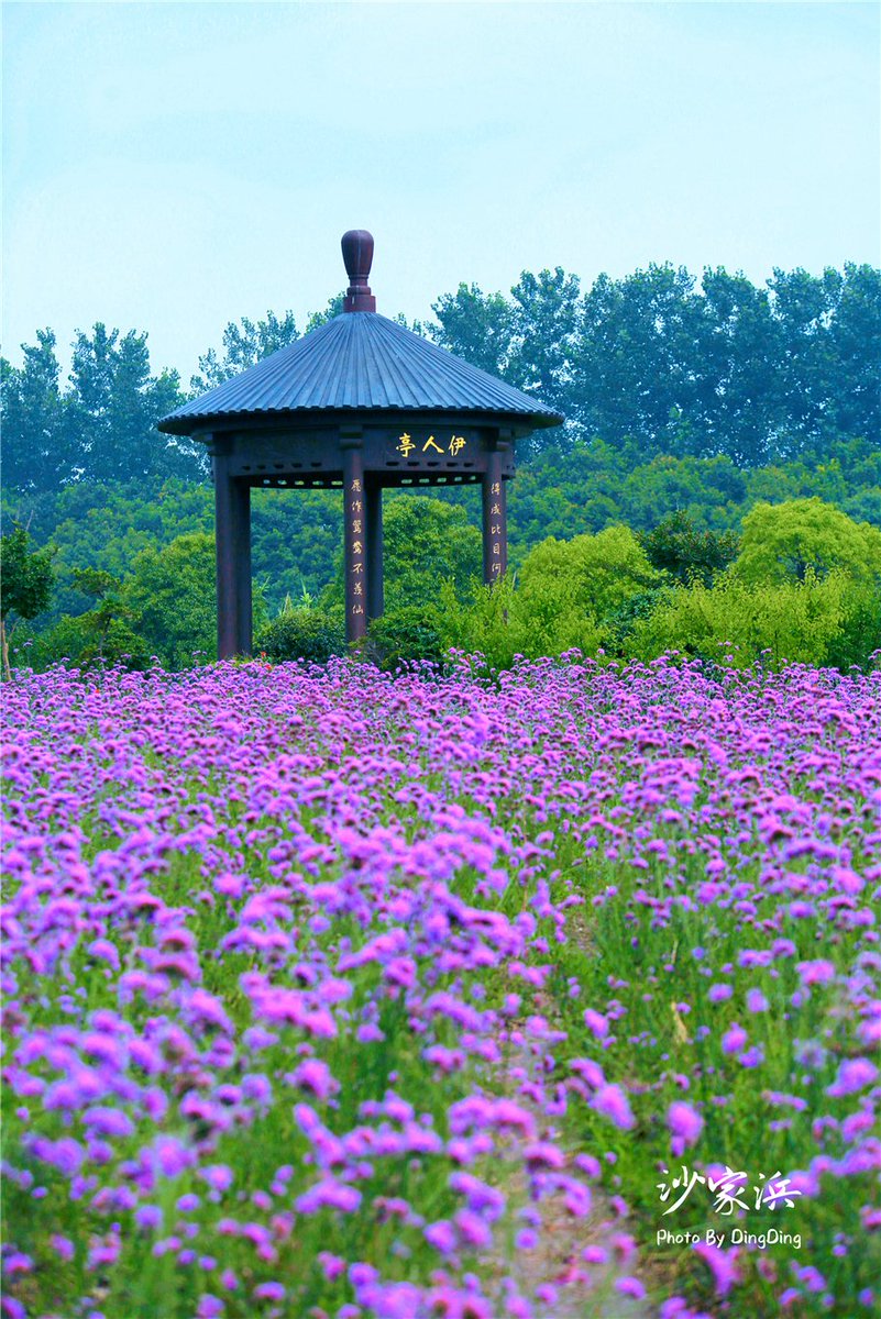 Passion Wang tweet media