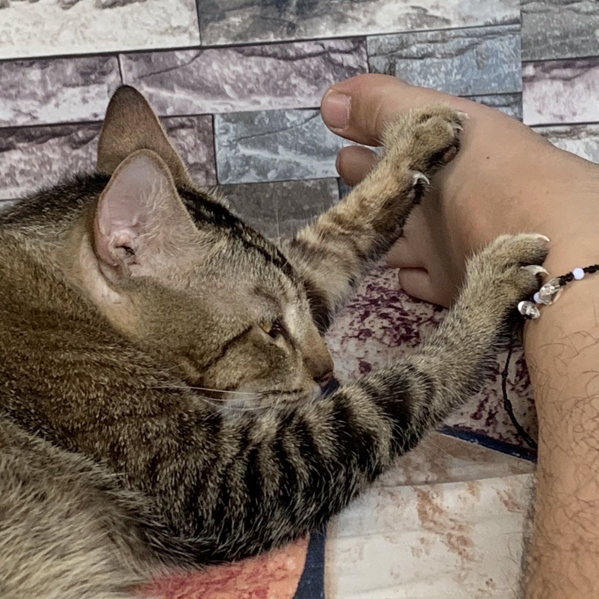 ethanjohn0416's tweet image. Eepy. 
#catoftheday #cat #catlovers #catsoffacebook #catsofinstagram #catsoftiktok #puspin #fyp