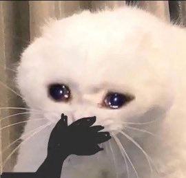 Sou 🐆 tweet media