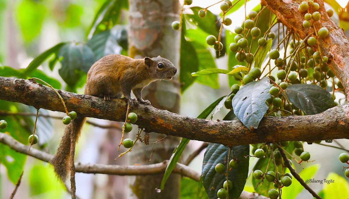 btsgm14's tweet image. An Irrawady squirrel checks out some  Burmese grapes at Spring Hills,Tura, West Garo Hills, Meghalaya, India.
#wildlifephotography #birdsphotography #TwitterNatureCommunity #IndiAves