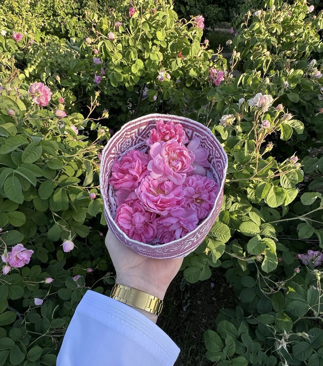 Fitandwith's tweet photo. صباح الورد 🌸💐 https://t.co/wVqBtwxY6J