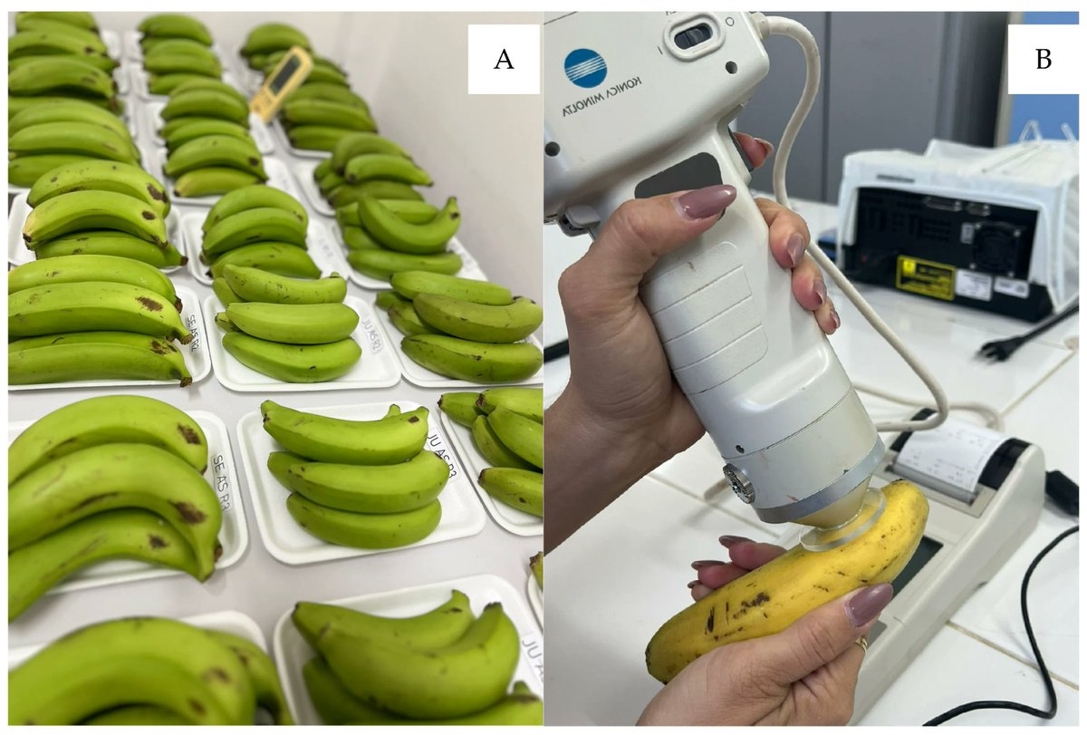 Horticul_MDPI's tweet image. 📘 Title: Phenolic Compounds, Phytohormones, and Biological Agents in the Post-Harvest Conservation of ‘Nanicão’ #Banana Produced Under #Deficit #Irrigation.

✍️ Paper written by: Brencarla Medeiros Lima et al.

🔍 Discover the full study: mdpi.com/2311-7524/12/3…

#MDPI #science