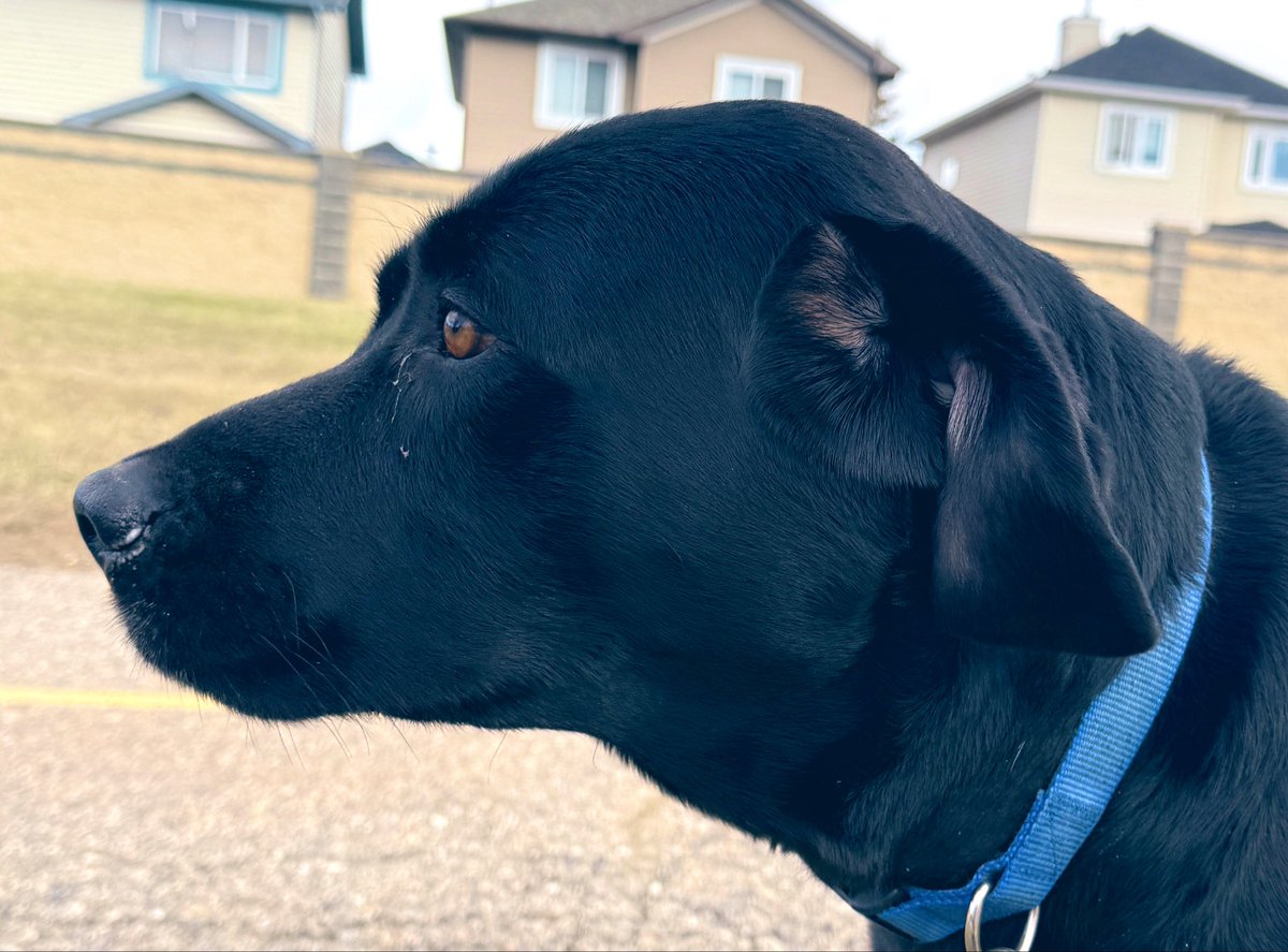 Jake72545474's tweet image. Jake out and about on his walk today.🇨🇦 #Black #Labrador #Retriever #Calgary