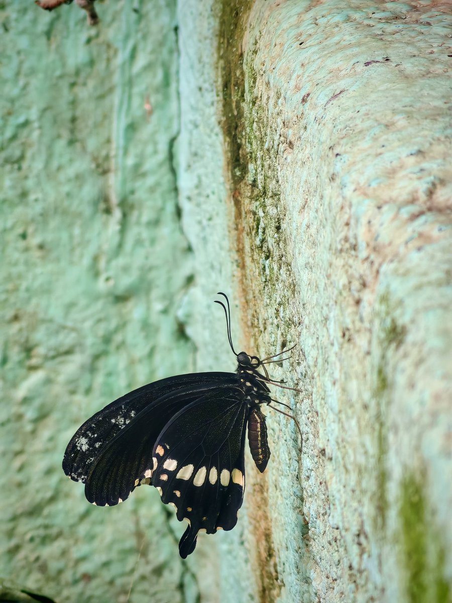 Yogeswaran14129's tweet image. Shot on #HONOR200
#mobilephotography #ShotOnSnapdragon #mobileclicks #shotonphone