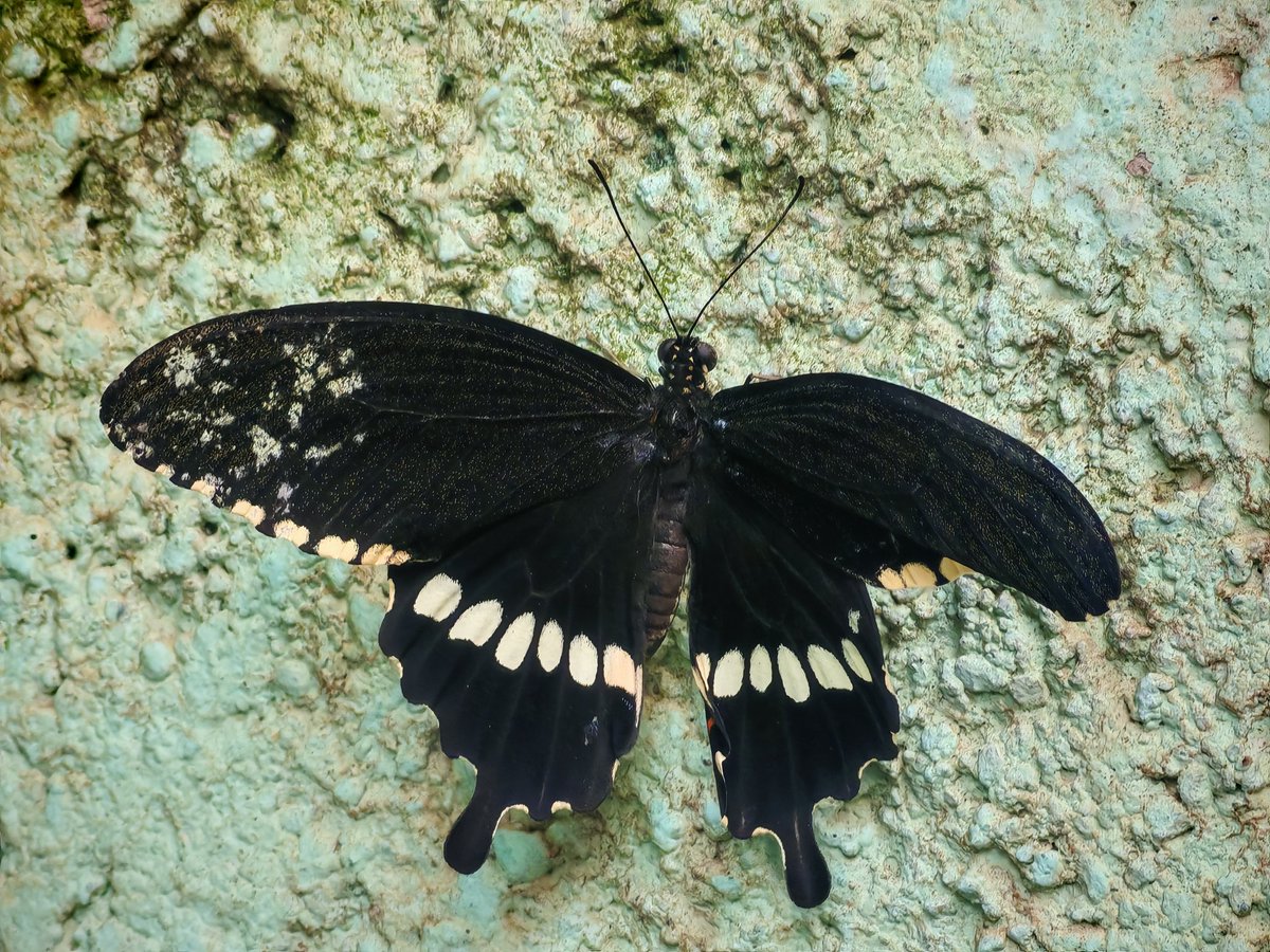 Yogeswaran14129's tweet image. Shot on #HONOR200
#mobilephotography #ShotOnSnapdragon #mobileclicks #shotonphone