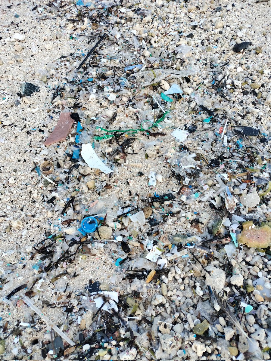 veshisaafu's tweet photo. Our effort is simple: to keep plastic from entering the ocean. Once inside, it becomes microplastic, polluting the waters. The fish eat it, and when we eat the fish, we take in the same pollution. #Veshisaafu #adducity #KeepItClean #noplastics
#plasticpollution https://t.co/gxqx41Fap4