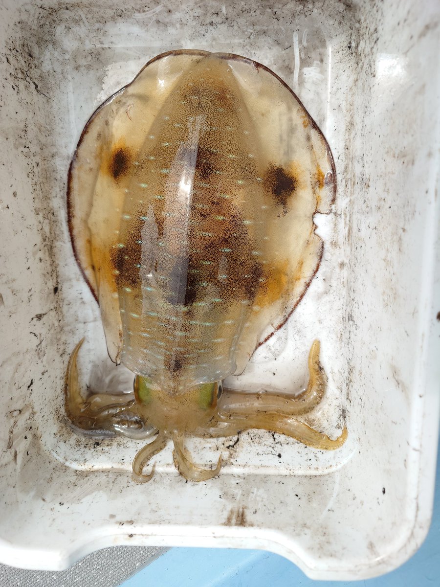 相模のTaka tweet media