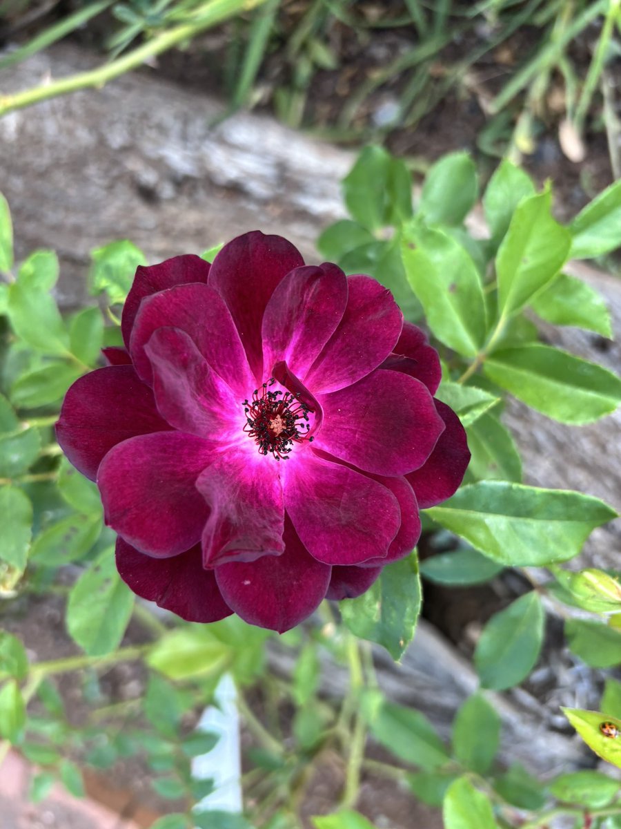 countrytradie7's tweet photo. Beaut colour from the garden today , it’s about life and not always making money #traderstip https://t.co/gRCtASwONc