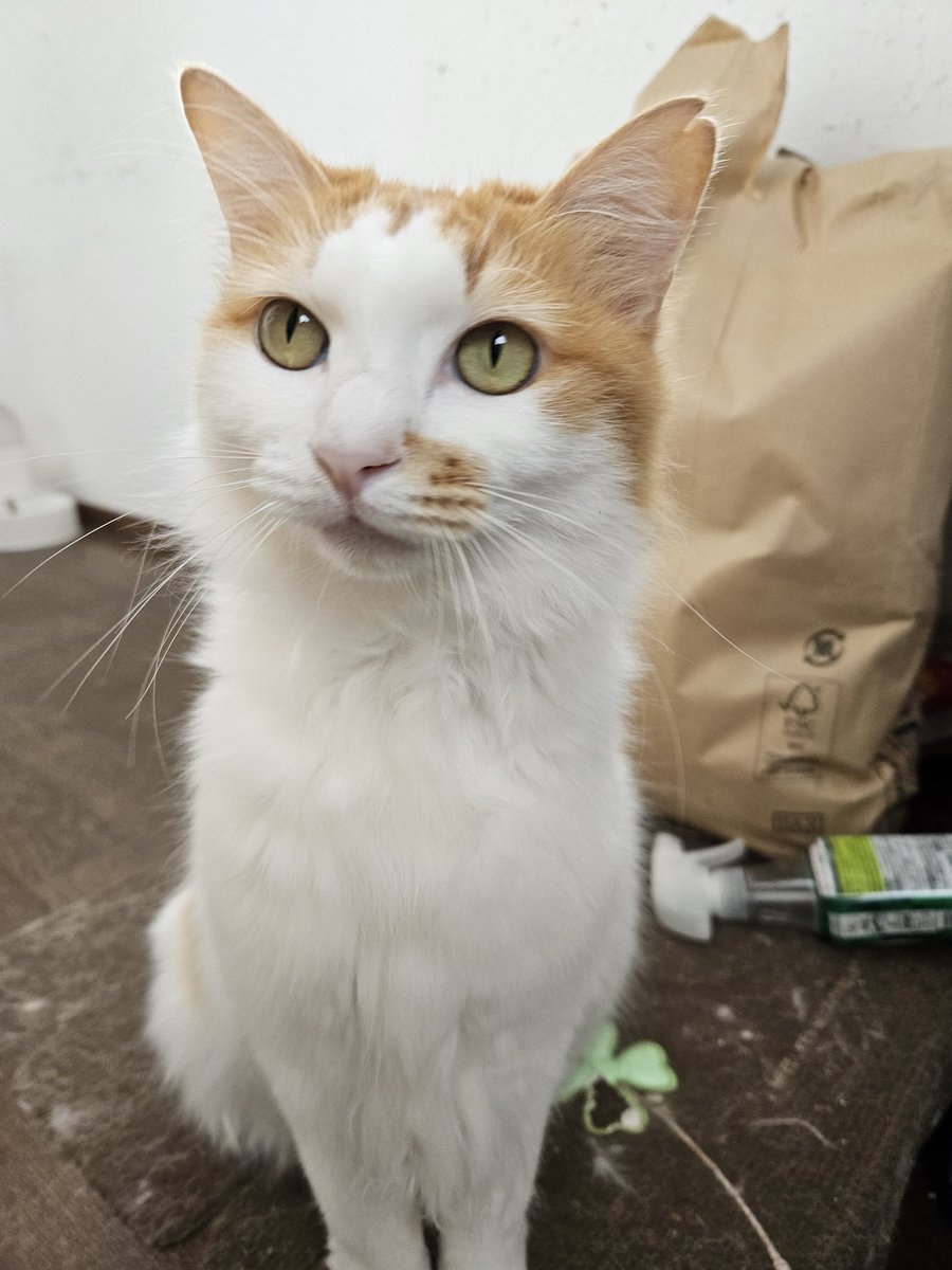 ごみちゃん(1/10) tweet media