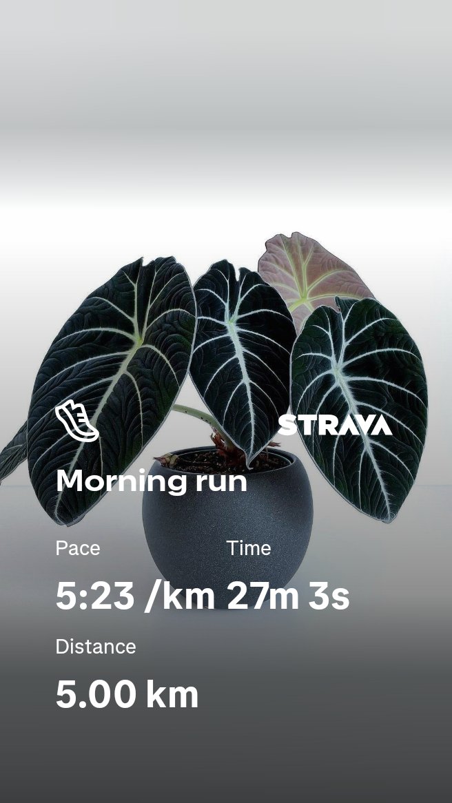 SaintSingo23032's tweet photo. The purpose of this run is to get better day by day and insuring that I create new positive habits daily.
#FetchYourBody2026
#SMSingo #TheBlocc #SMCafe https://t.co/DHPYUH333n