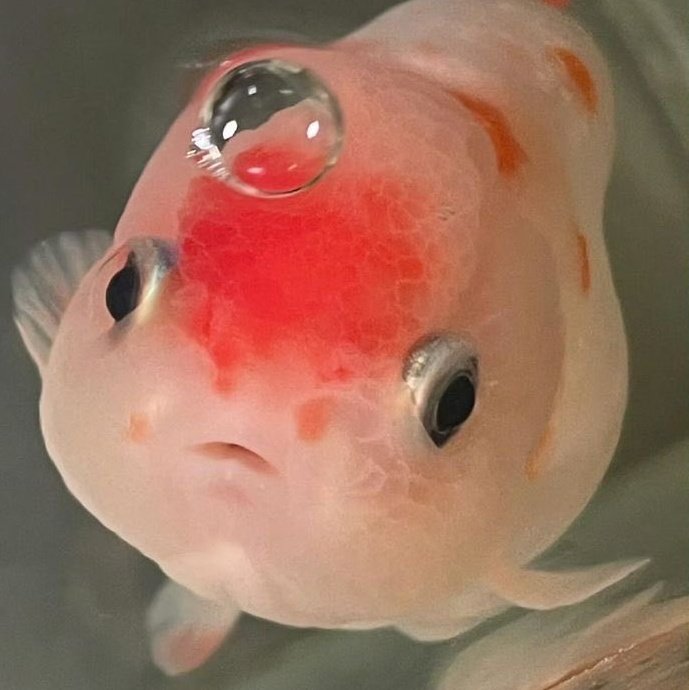 beep -✿ tweet media