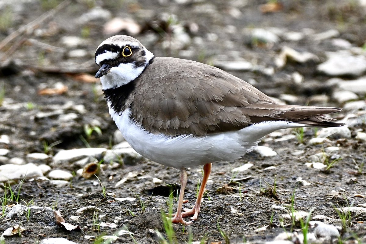 waniwani1968 tweet media