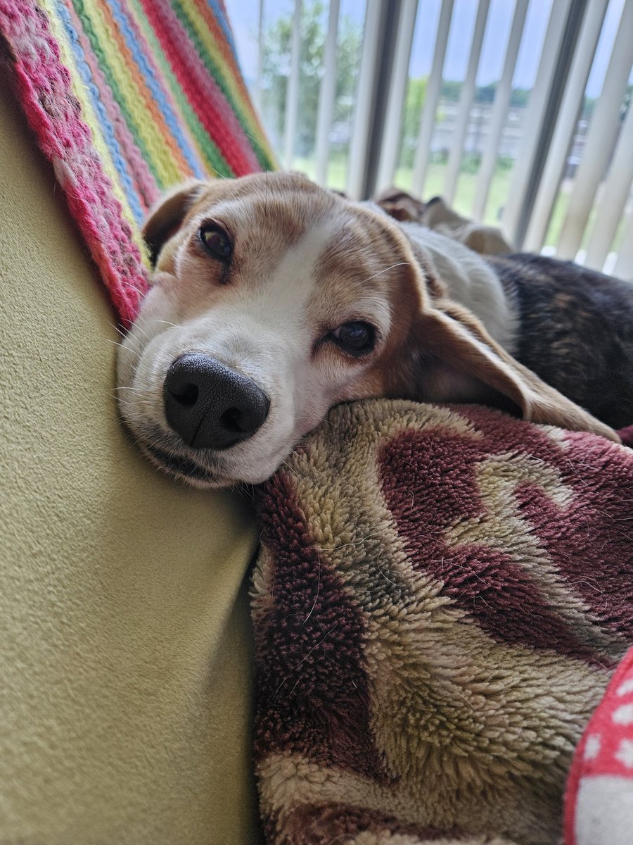 dedesyo's tweet photo. ロング散歩でお疲れタボ🐶 https://t.co/4YsLrJZq8t