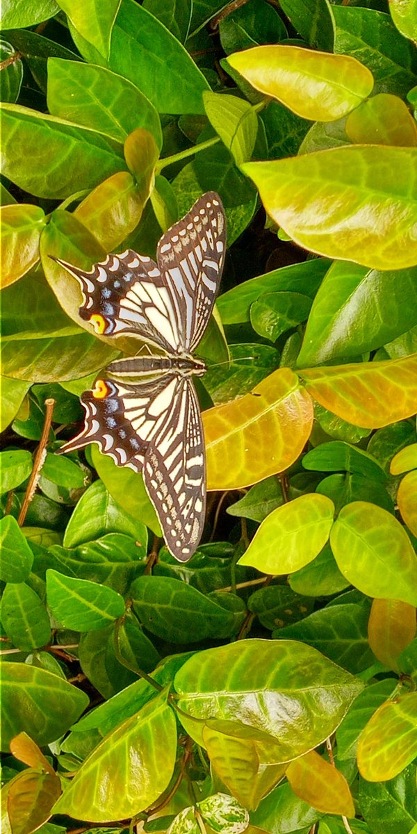 おんむてる tweet media