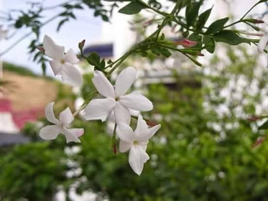 ❁⃘ 𝑨𝒏𝒈𝒆𝒍𝒊𝒏𝒂 ❁⃘ tweet media