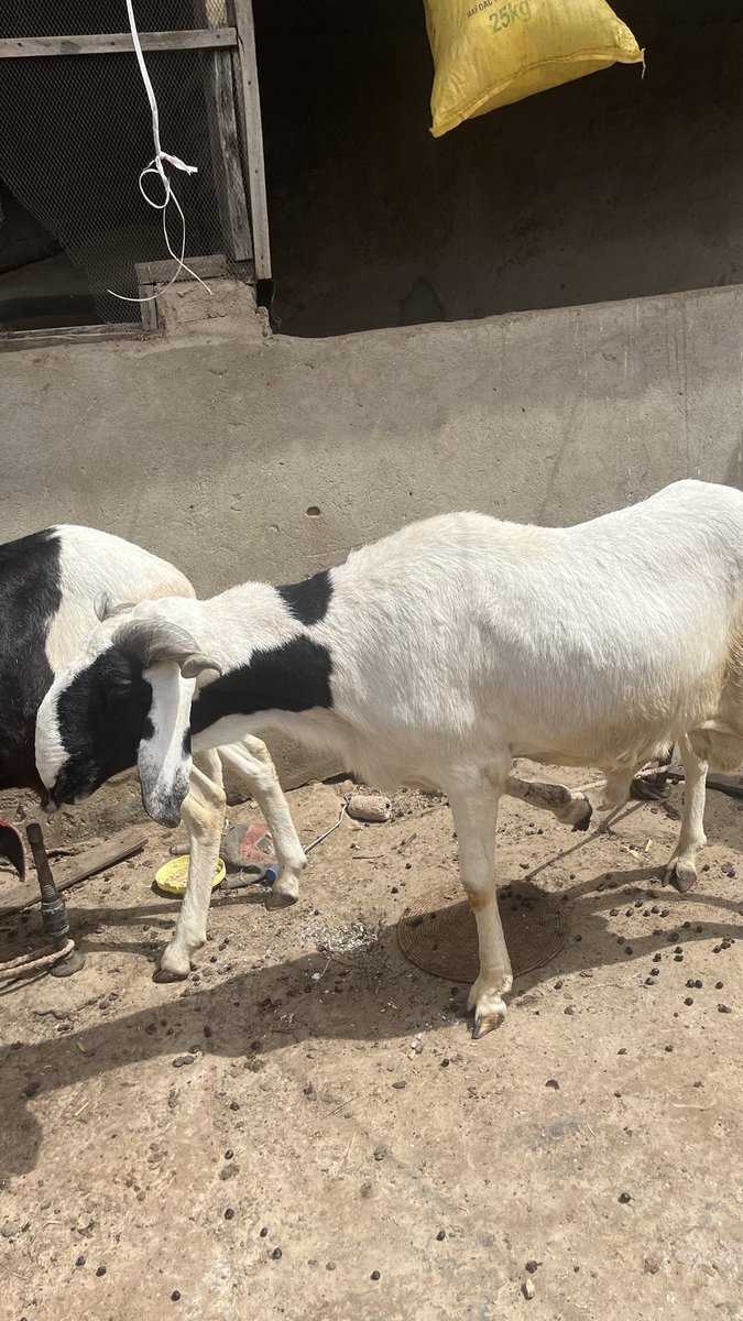 Aboki Nagari tweet media