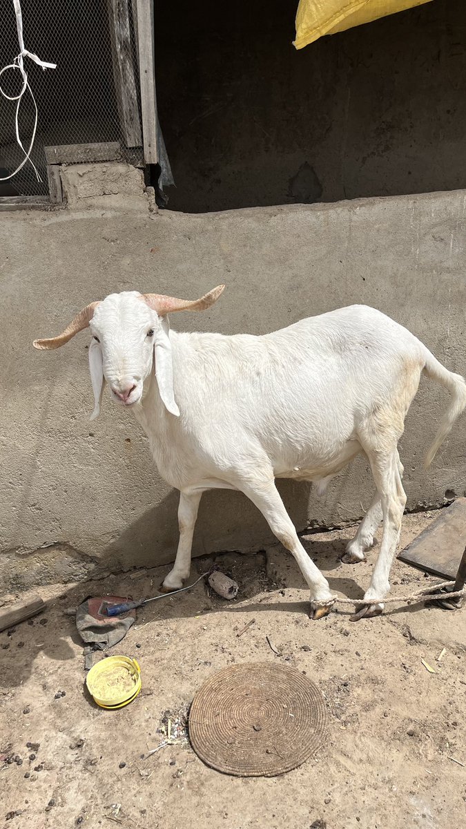 Aboki Nagari tweet media