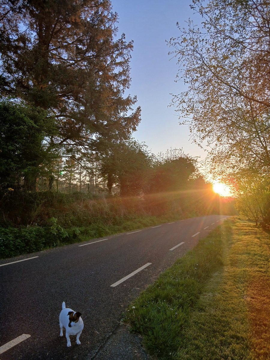 GreenandGold97's tweet image. Sunshining cats n dog !
#StormHour