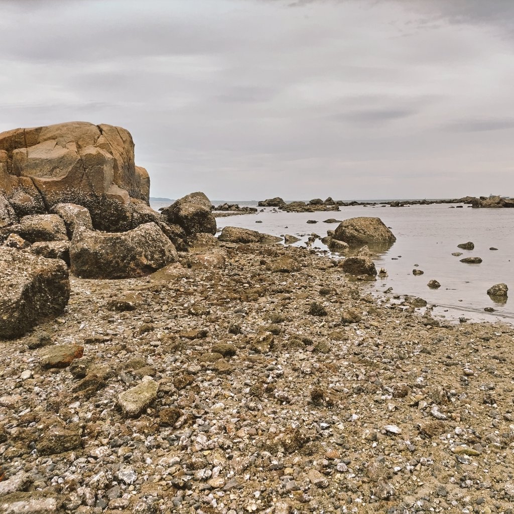 海辺のMacco tweet media