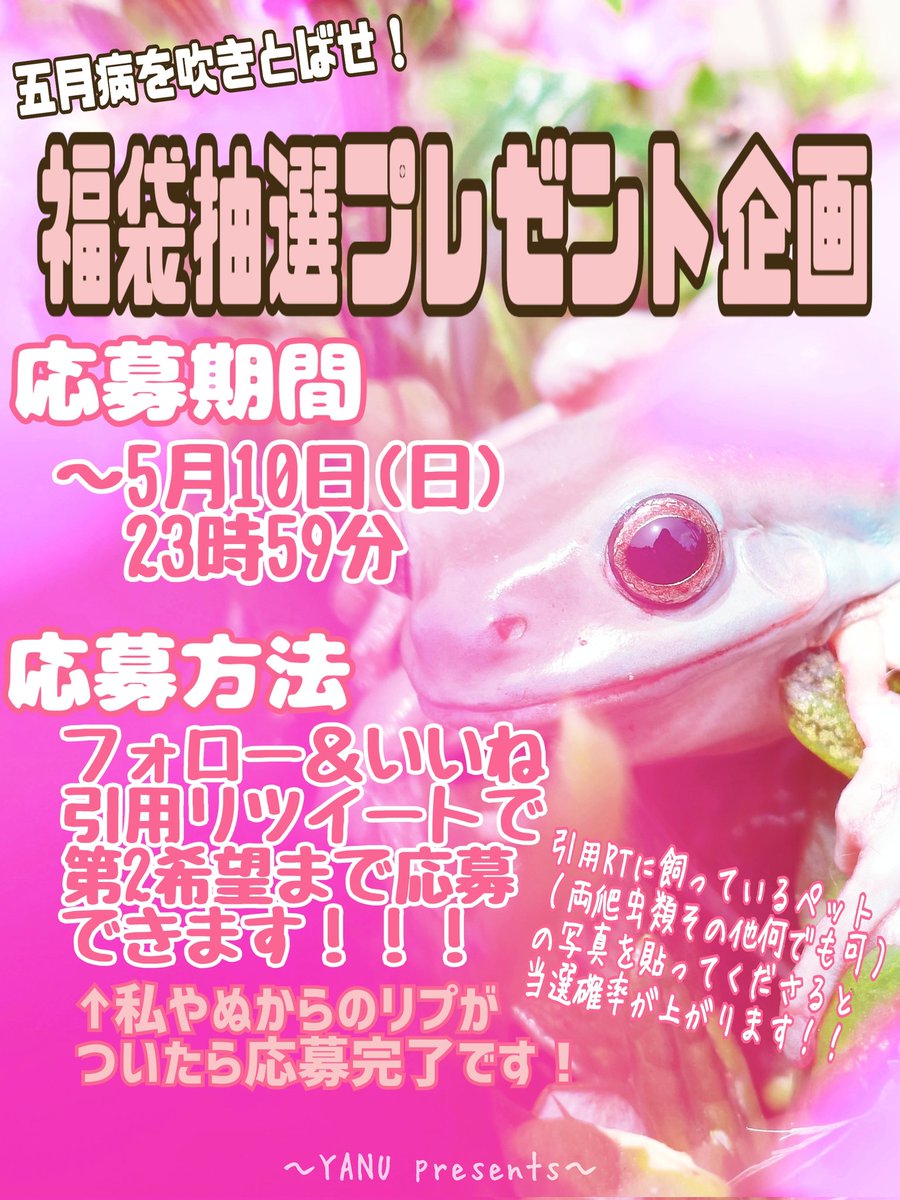 ieameyusako's tweet photo. 五月病を吹きとばせ！
福袋プレゼント企画やりまーす🐸💚

フォロー＆いいね＆引用リツイートで欲しい景品番号（①～⑥）までを第2希望まで書いて、応募完了です🐸

応募引用リツイートでペット（両爬虫類、犬猫、その他、虫でもOK）の写真を貼ってくれた方は、当選確率が上がりますので、ぜひぜひ🥹💚 https://t.co/DXRQNcZ6O8