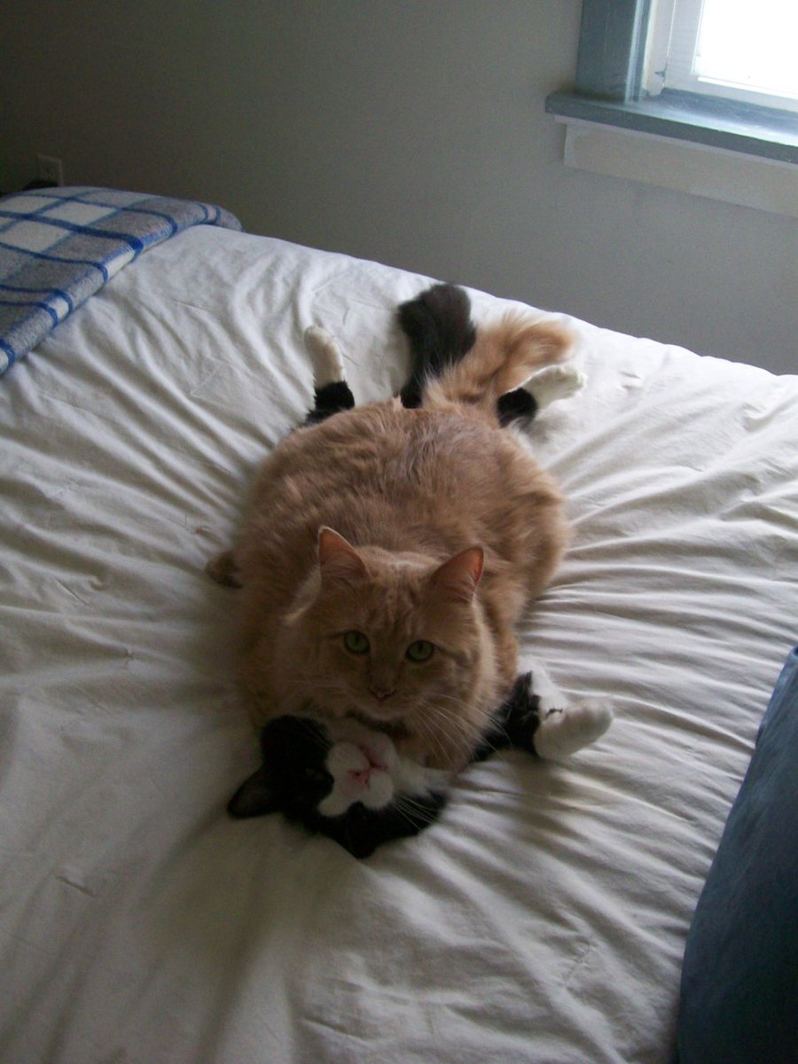 Ruled By Cats tweet media