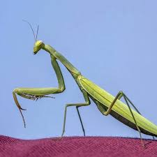 SakoS■ck■■ (Kim Dokja Company) tweet media