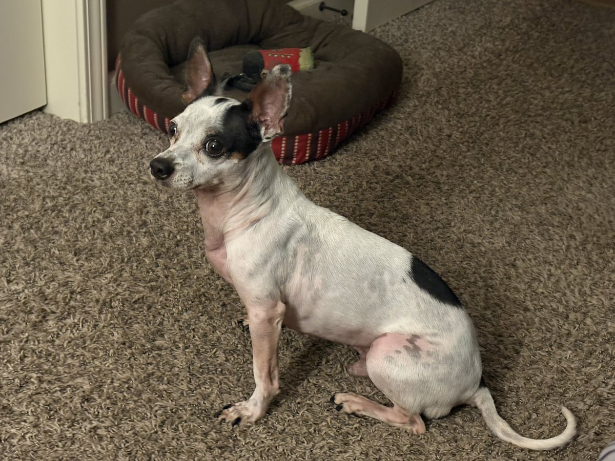 MarquisDeJoker's tweet image. Day 1913 #BraxtonAndWill, Day 1354
#VirgilAndWill #Dogdad #FortyOne