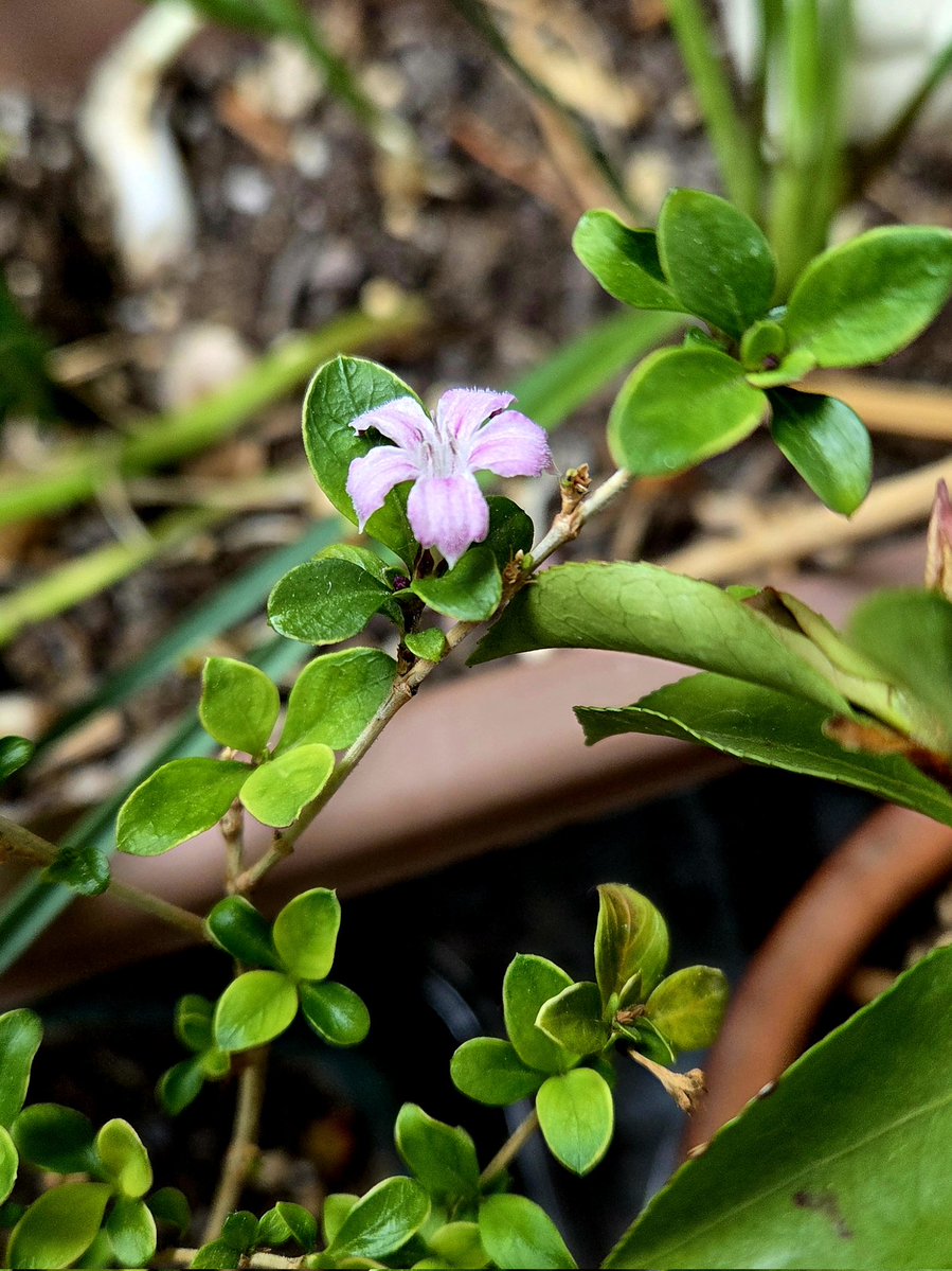 Sektion_Torte's tweet image. 紅鳥花（こうちょうか）、もしくは香丁木（こうちょうぎ）。
5月から10月頃にかけて可憐な花を咲かせます。
葉も花も小さく、根が「天空の城ラピュタ」の樹のような面白い形になります。

紅鳥花　薄紫と　空の青
空高く　小さく紅い　鳥が飛ぶ
天空世界樹（ラピュータ）で　羽を休める　紅い鳥

#俳句