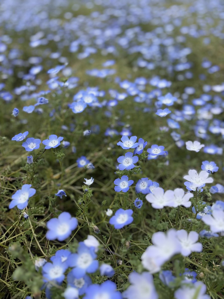 えすあーる。 tweet media