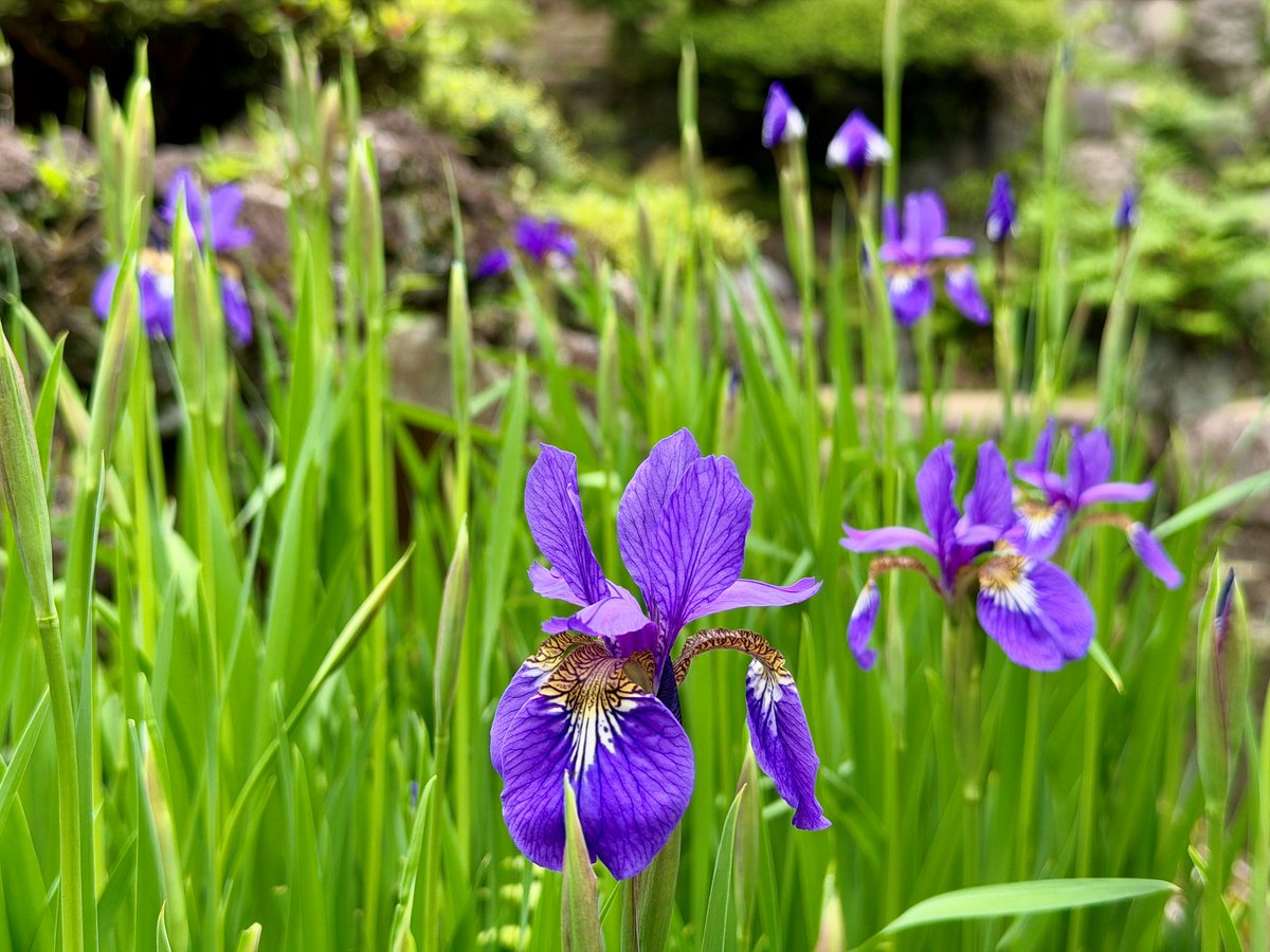 TonogayatoTeien's tweet image. This is another species of #iris found in the #garden, Iris sanguinea.
You can differentiate it from other #irises, especially Japanese Iris (Hanashōbu) and Rabbit-Ear Iris (Kakitsubata), by its distinctive purplish-veined beige patterns on the outer petals.
Japanese name: Ayame
