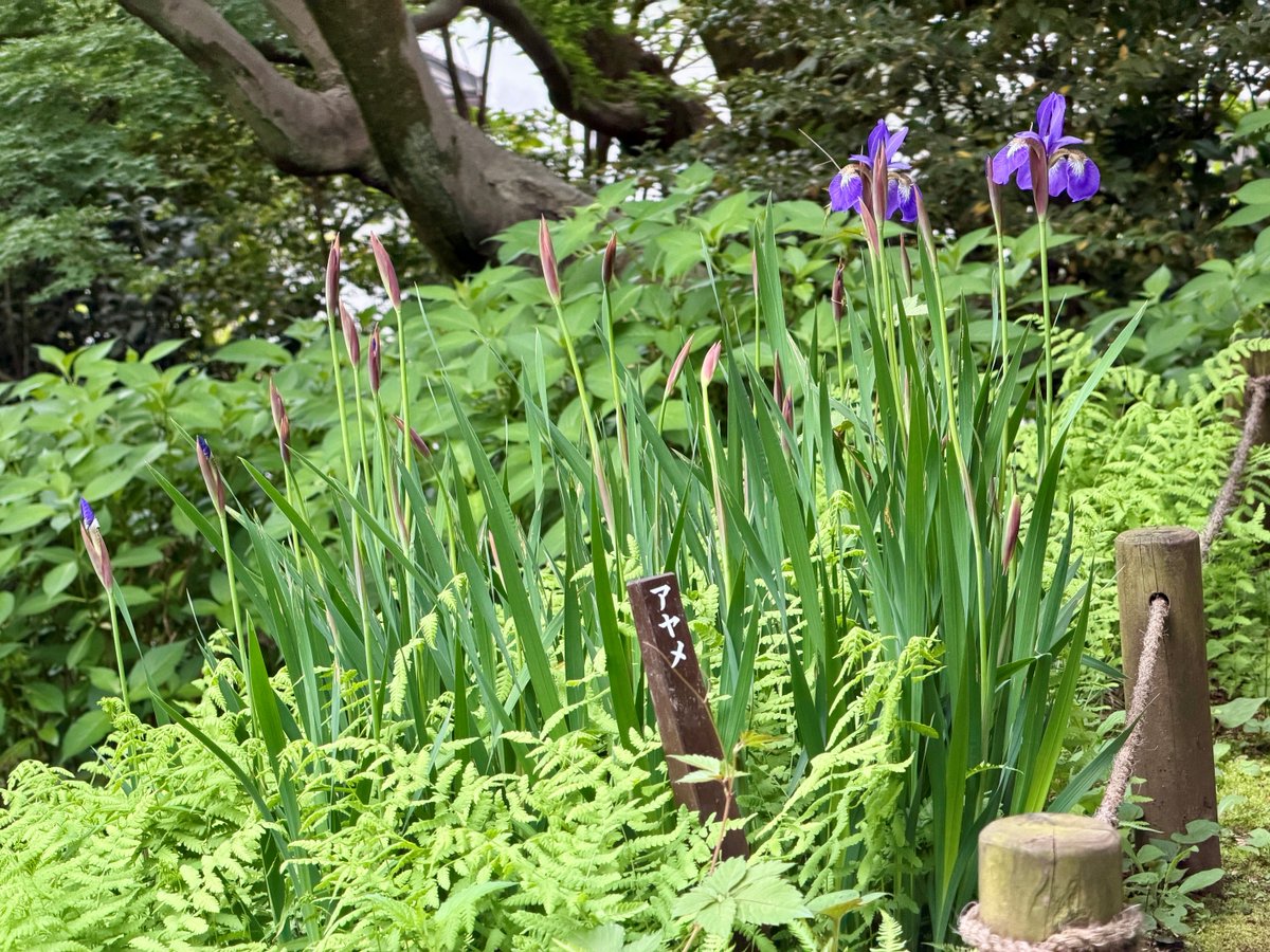 TonogayatoTeien's tweet image. This is another species of #iris found in the #garden, Iris sanguinea.
You can differentiate it from other #irises, especially Japanese Iris (Hanashōbu) and Rabbit-Ear Iris (Kakitsubata), by its distinctive purplish-veined beige patterns on the outer petals.
Japanese name: Ayame