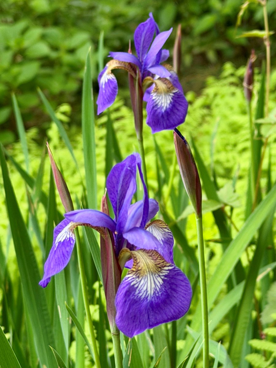 TonogayatoTeien's tweet image. This is another species of #iris found in the #garden, Iris sanguinea.
You can differentiate it from other #irises, especially Japanese Iris (Hanashōbu) and Rabbit-Ear Iris (Kakitsubata), by its distinctive purplish-veined beige patterns on the outer petals.
Japanese name: Ayame