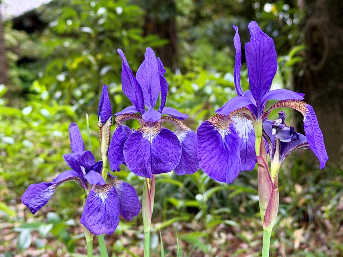 TonogayatoTeien's tweet image. This is another species of #iris found in the #garden, Iris sanguinea.
You can differentiate it from other #irises, especially Japanese Iris (Hanashōbu) and Rabbit-Ear Iris (Kakitsubata), by its distinctive purplish-veined beige patterns on the outer petals.
Japanese name: Ayame
