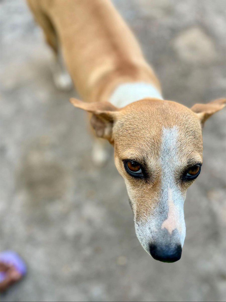 snaushbrown's tweet photo. Name this Dog 🐕  she is my German shepherd 😄 😂  😄  😂 LOL https://t.co/ipoZcBoeL4