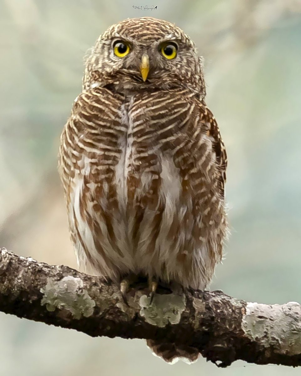 amit_valsangkar's tweet image. Asian Barred Owlet #Colors #IndiAves #ThePhotoHour #birdphotography #BBCWildlifePOTD #NaturePhotography #birds @NatureIn_Focus @NatGeoIndia @NatureattheBest @SonyBBCEarth @WildlifeMag @WeNaturalists #BirdsSeenIn2026 #canon #BirdsOfTwitter @Canon_India  @NatGeoAnimals #asianbarred