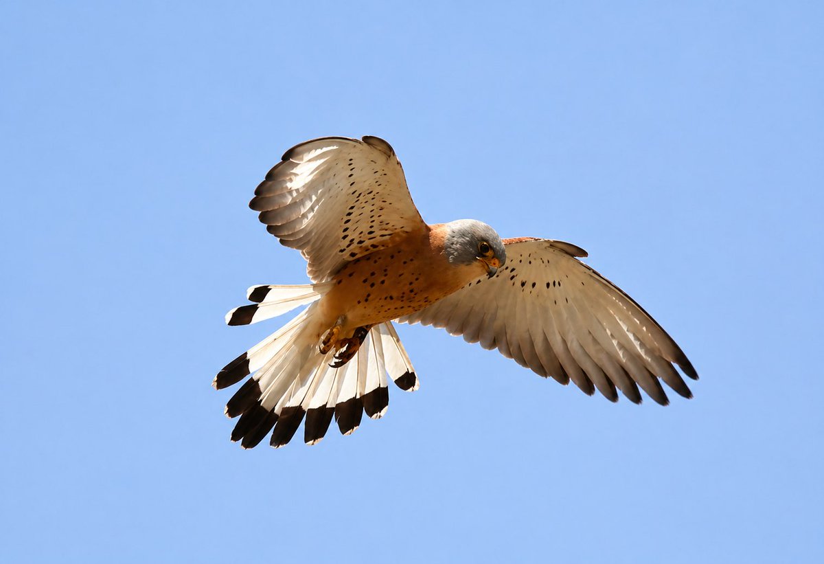 mark@birdingpinoso tweet media