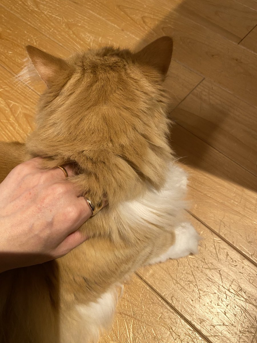 mg2oji's tweet photo. マイエンジェルズ🐈👼 https://t.co/FB0cOj9JAm