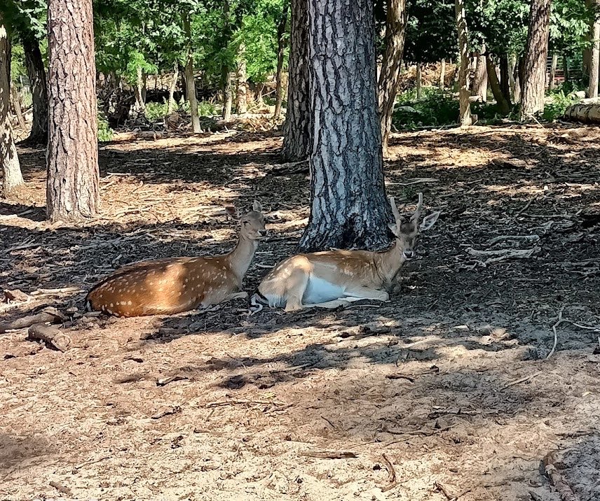 Mahmoud Hossam 🇩🇪 tweet media