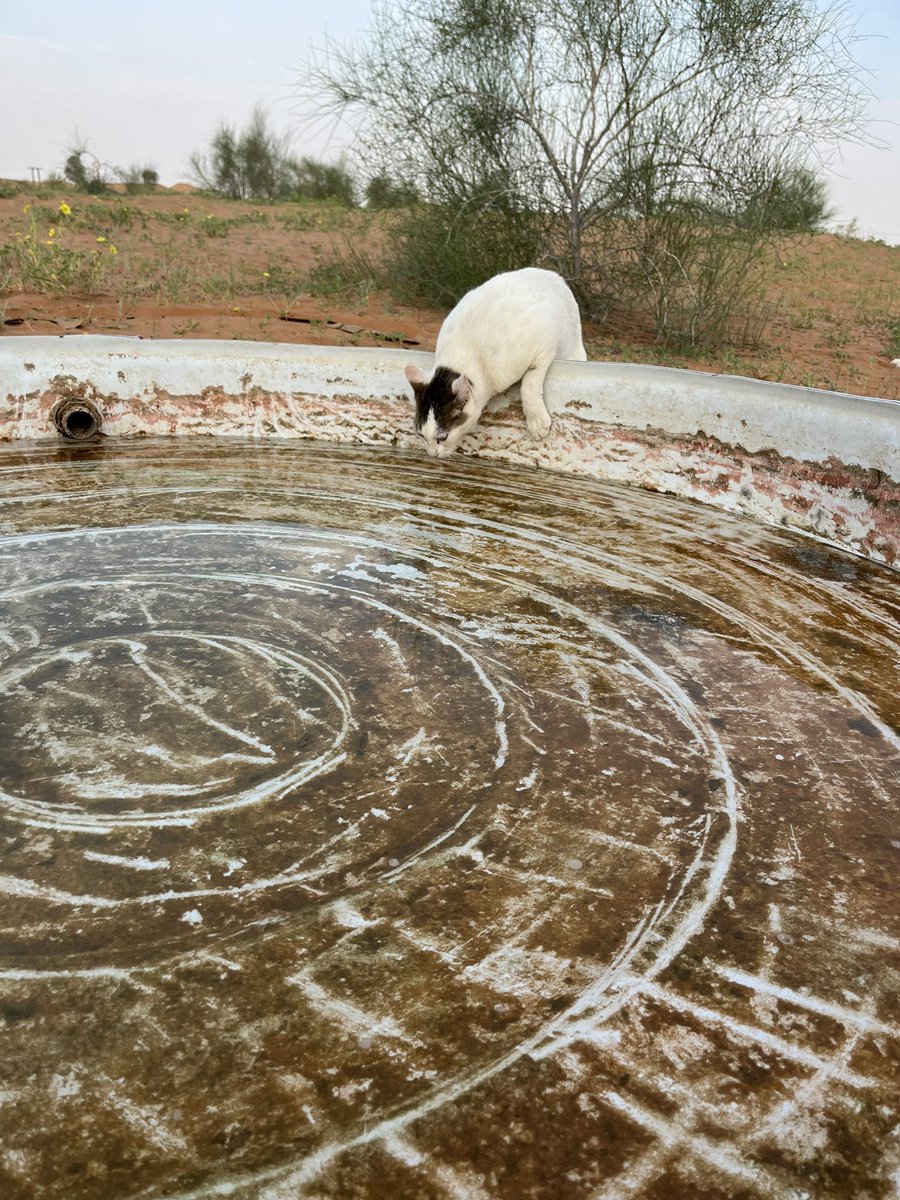 はなもも(hanamomo) tweet media