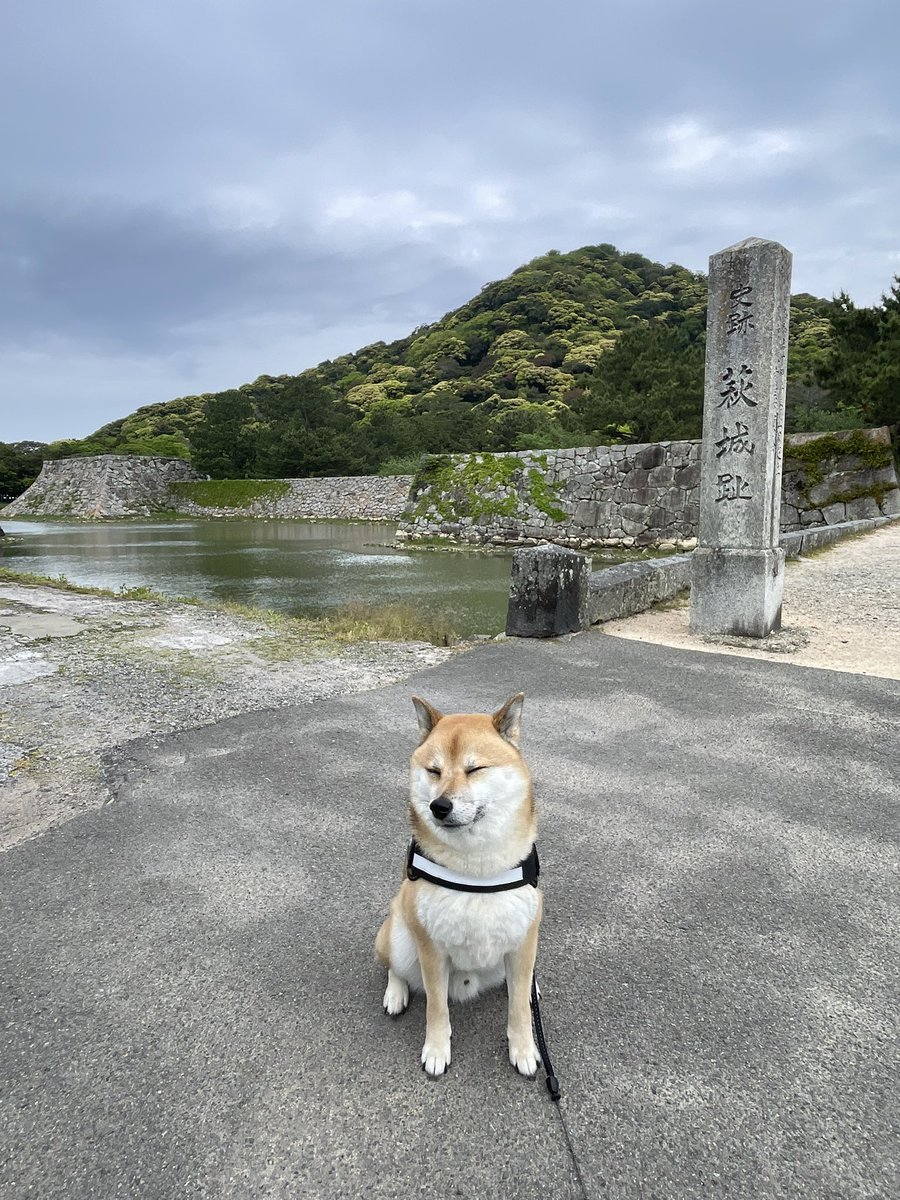 kote2wolflike1's tweet photo. やや曇り、サックスブルーは見当たらず。
まわりは緑がぐっと映えていい感じ。
がぜん今日はいいことありそうな気分。
かるく深呼吸して散歩続行。
ついてる日になりますように。

そう言えば今日松本山雅は試合だった。

#松本山雅
#ジュビロ磐田
#萩城
#指月公園
#柴犬みたいな雑種 https://t.co/NGQOvjYu7L