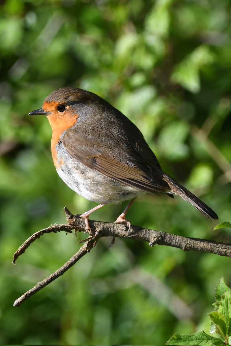 nealesmithworld's tweet image. Robin 
Bude Cornwall 〓〓
#Bude #Cornwall 
#Robin