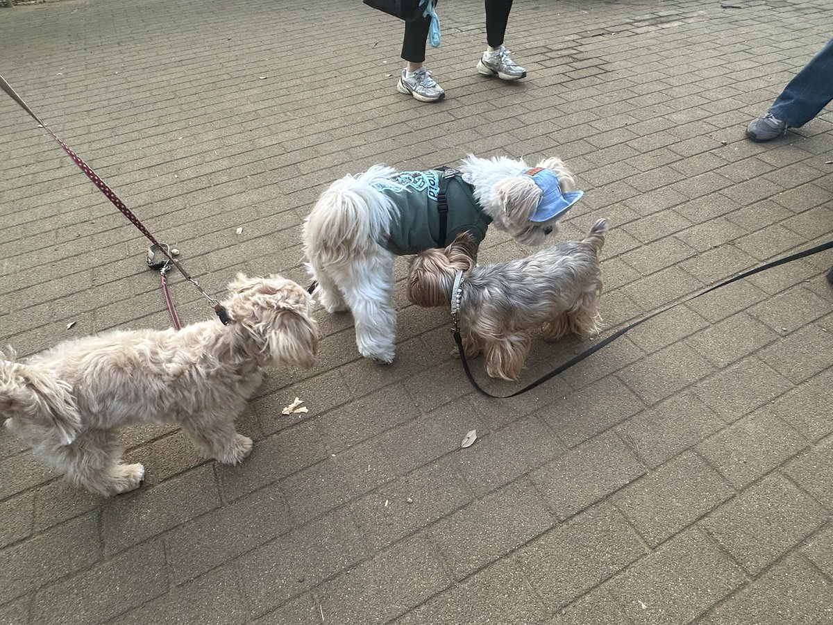 charan360320's tweet photo. 【うちのワンコ】
お散歩デビューしました。

－－－－
私：サモエドですか？
👨‍🦳：秋田犬です！

私：パピヨンですか？
👱‍♀️：ヨーキーです！

私：マルチーズですか？
🧑‍🦰：シーズーです！

・・・犬の種類って難しい 笑 https://t.co/lEqwF3yX2y