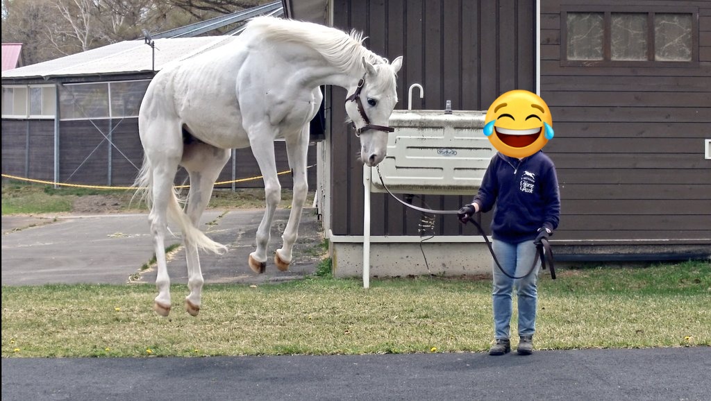 かまくら tweet media