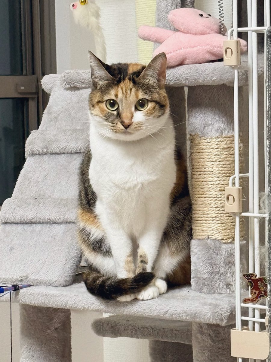 三毛猫こはくの部屋 tweet media