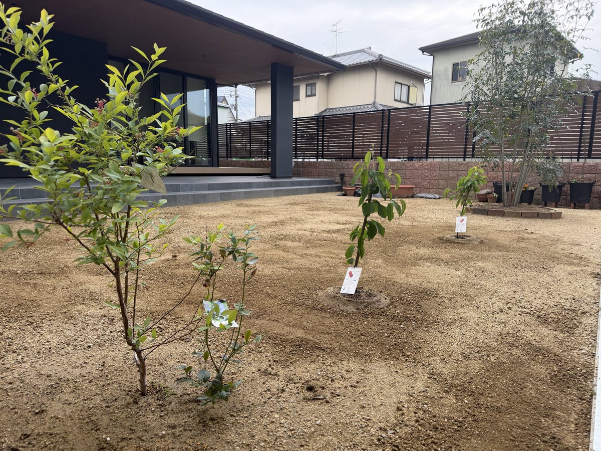 oyuch1111's tweet photo. ど素人家庭菜園🌷´-

手前から、
ブルーベリー🫐×2
加藤錦🍒
紅秀峰🍒
お庭に植えました✨️
腰いちぁぁぁ😵💥

苺🍓もボチボチ✨️

娘達が見に行くの可愛いすぎる
でも赤くなる前に食べるのやめて🤤
#家庭菜園
#プロの方コツ教えてぇぇぇ
#明日花が咲いて
#明後日実がなって
#明明後日たべたい https://t.co/KAyZDxmakb