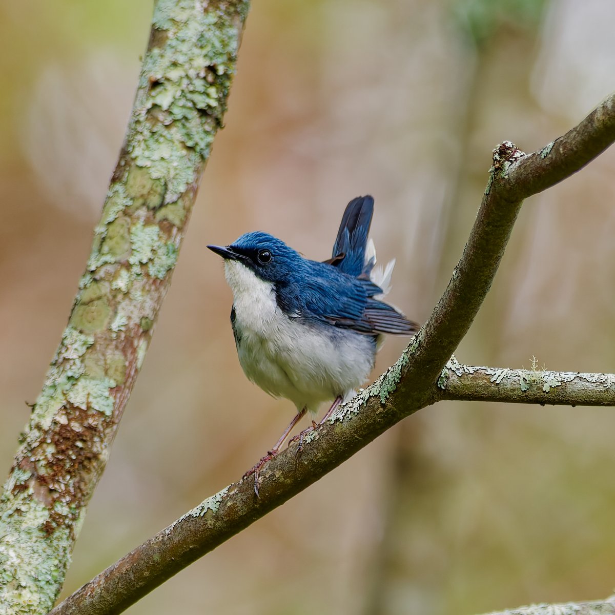 ポークジンジャー tweet media