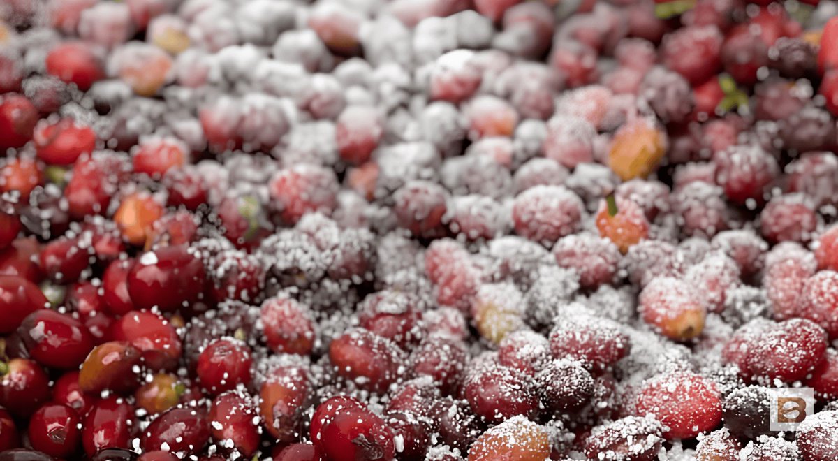 BeanGroundBlog's tweet image. You won't believe how this ancient Japanese fermentation secret is completely transforming the flavor profile of your morning cup. ☕️ #coffeelover beanground.com/koji-fermentat…